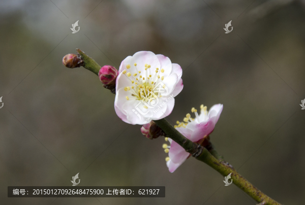 梅花