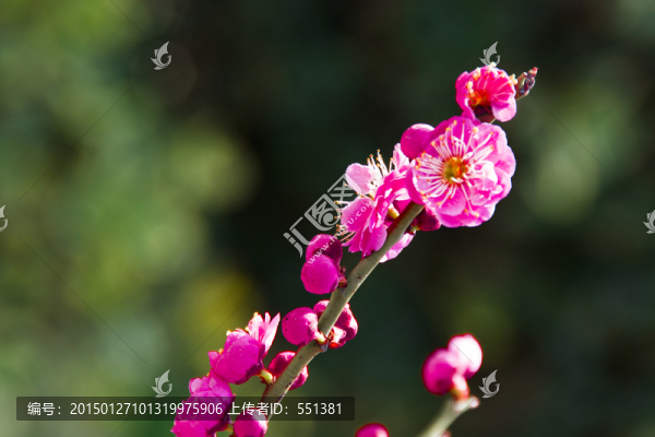 梅花,紅梅