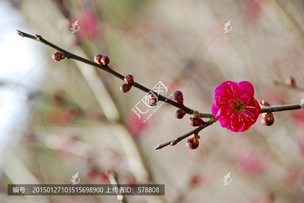 梅花,紅梅,臘梅