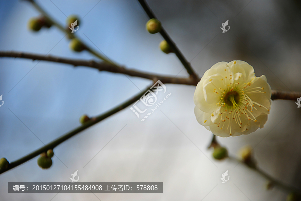 梅花,白梅,寒梅
