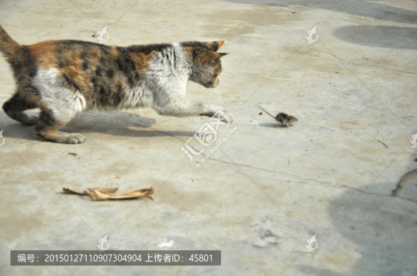 貓追老鼠