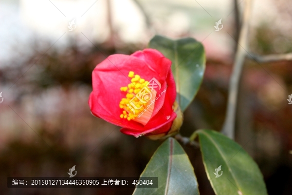 茶花