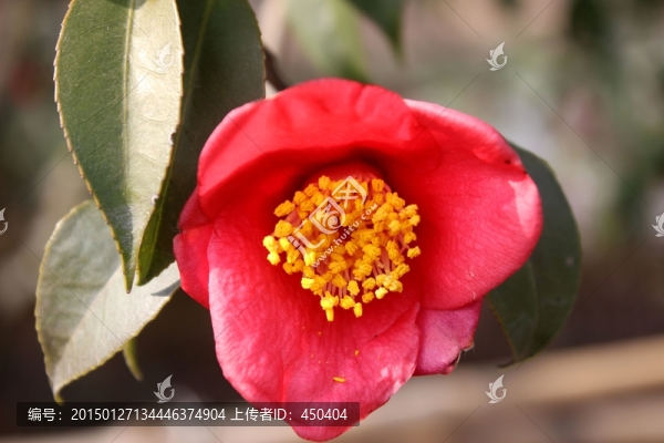 茶花