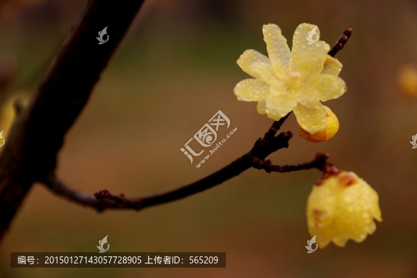 黃臘梅