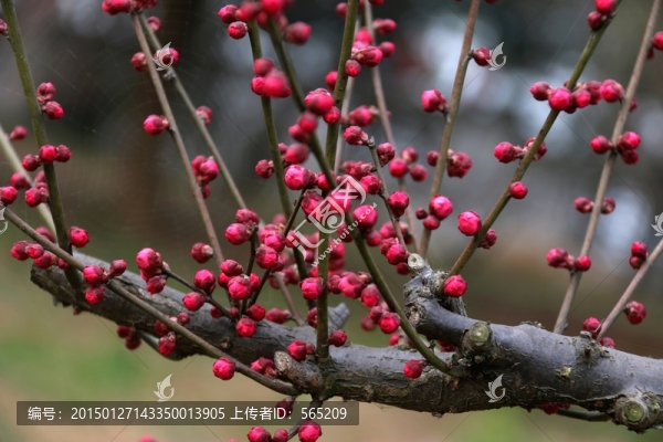 梅花