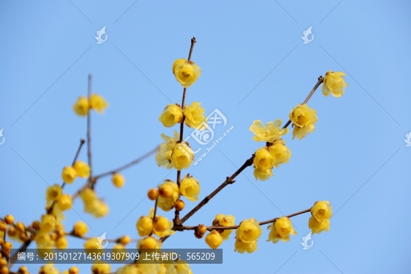 黃臘梅