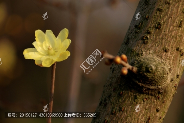黃臘梅