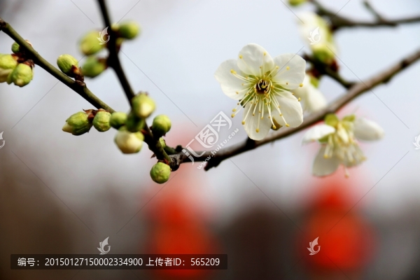 梅花