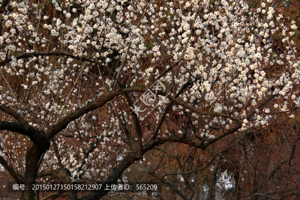 梅花