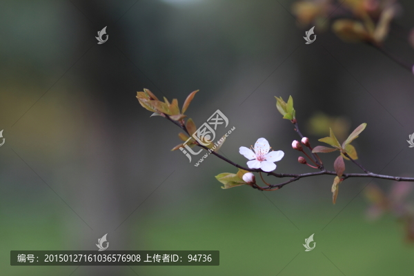 杏花