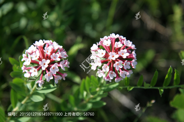 野生花卉,狼毒花