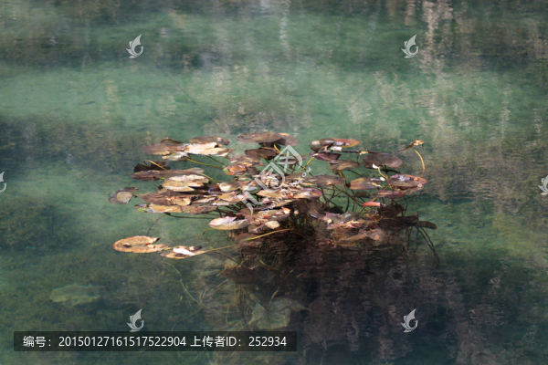 水生植物