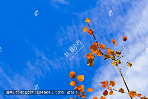 紅葉