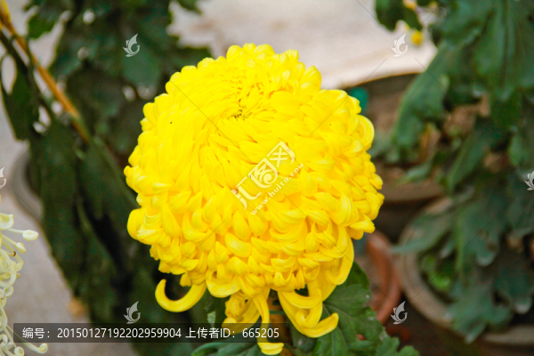 菊花