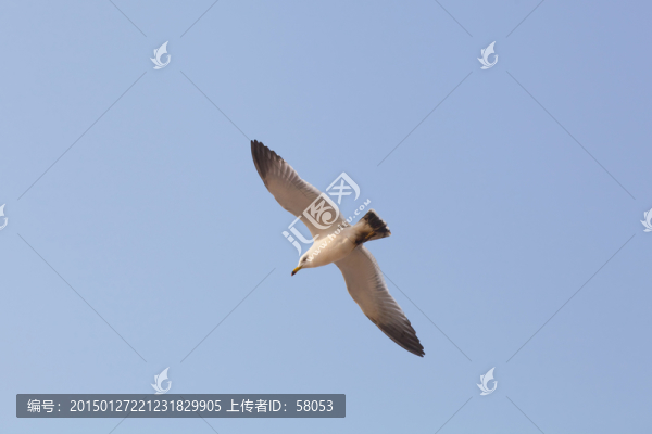 飛翔的海鷗