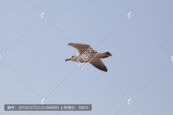 飛翔的海鷗