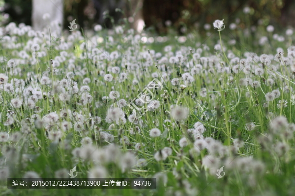蒲公英
