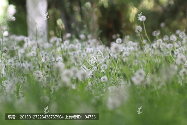 蒲公英