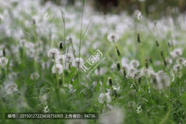 蒲公英