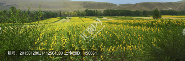 起伏的田地,向日葵,油葵