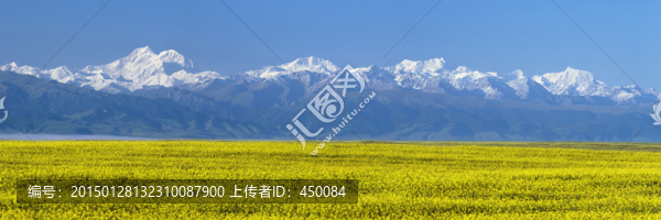 天山油菜花