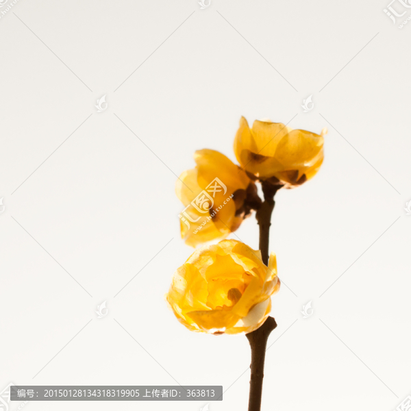 臘梅