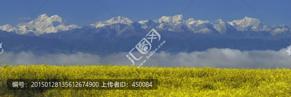 天山油菜花