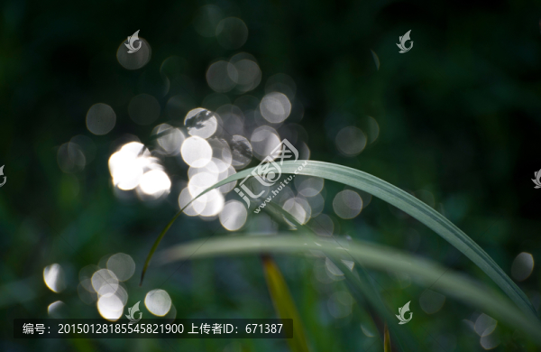 細(xì)葉