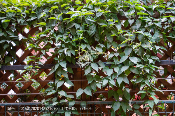常春藤籬笆墻