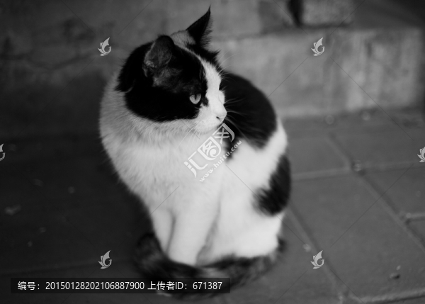 安靜的貓