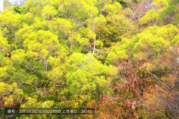 樹林