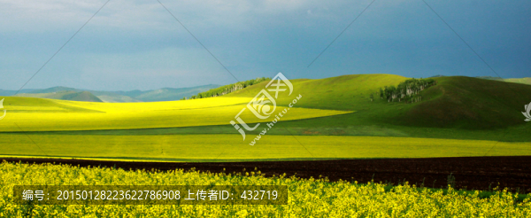 油菜花風光