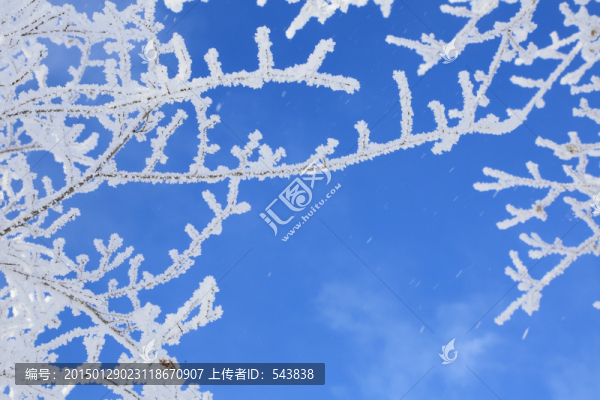 枝頭霜色