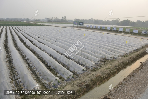 蔬菜基地