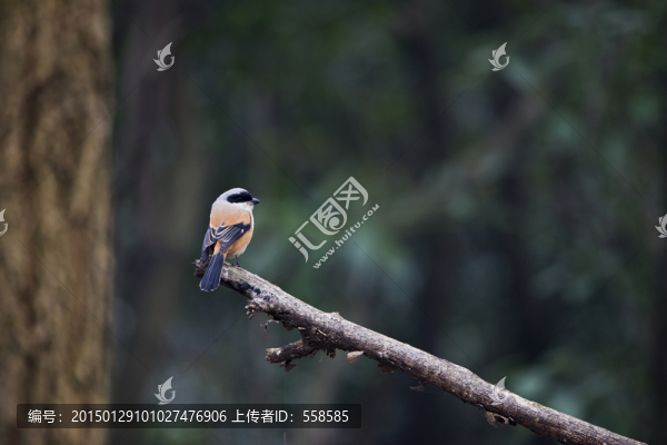 棕背伯勞,鳥