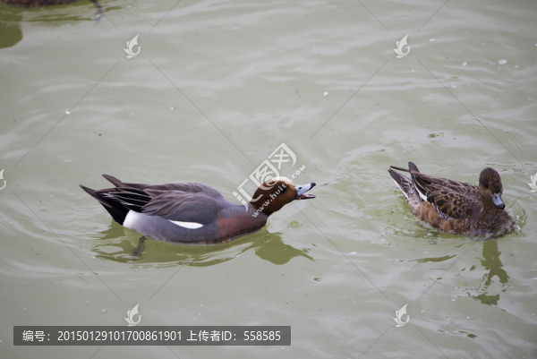 一對(duì)赤頸鴨