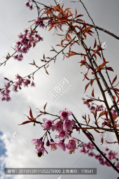 櫻花