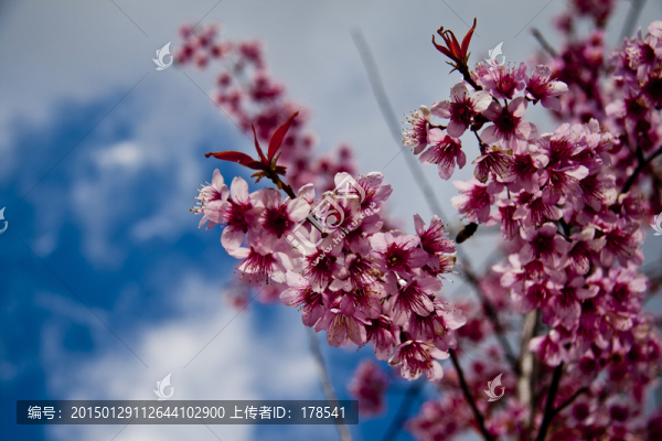 櫻花