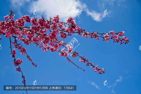 櫻花