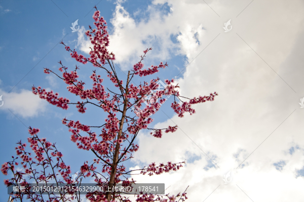 櫻花