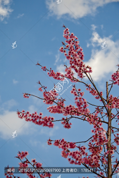 櫻花