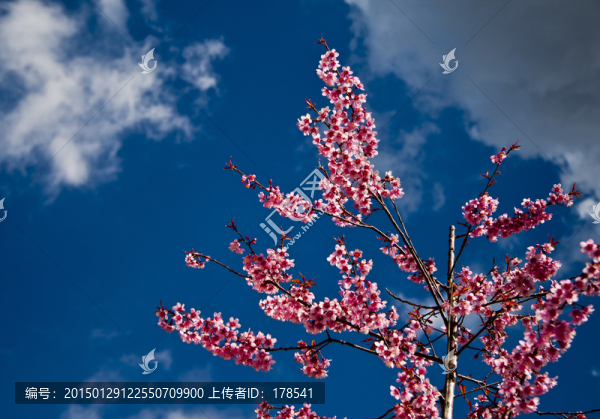 櫻花