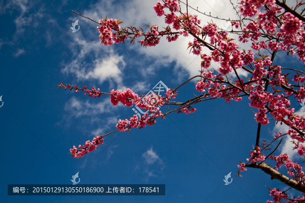 櫻花