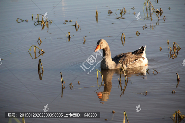 大雁