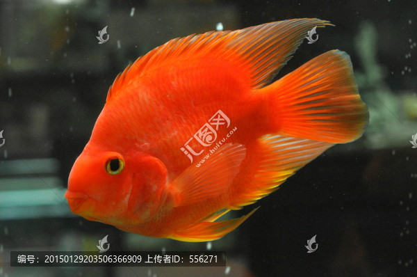 觀賞魚