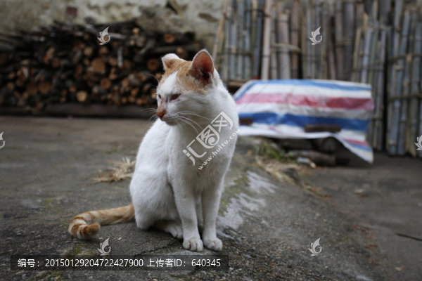 鄉(xiāng)村,貓咪