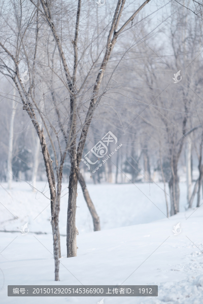 樹林