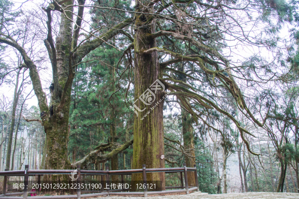 廬山三寶樹(shù)