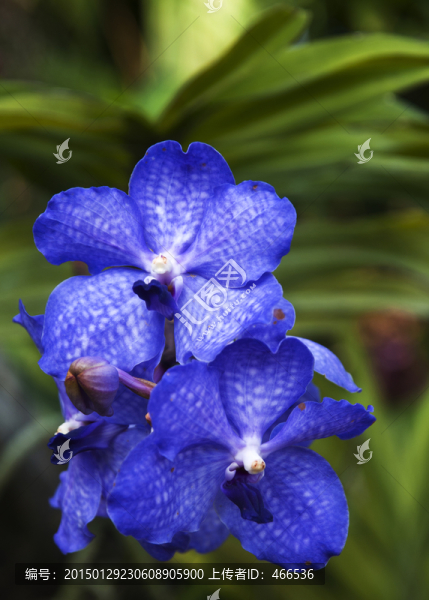 蘭花