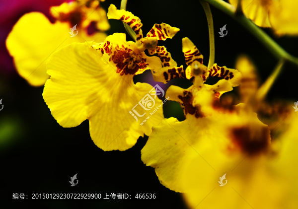 文心蘭